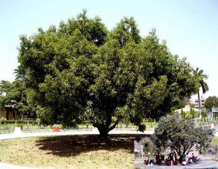 Maushree Tree Under Which Osho Got Enlightenment